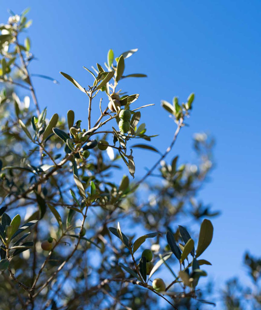 jardin mediterraneen olivier