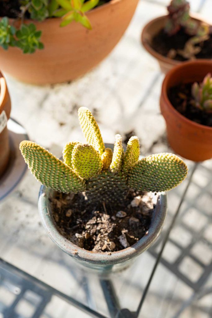 jardin voyage exotique