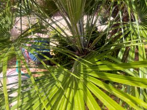 conception jardin aix en provence