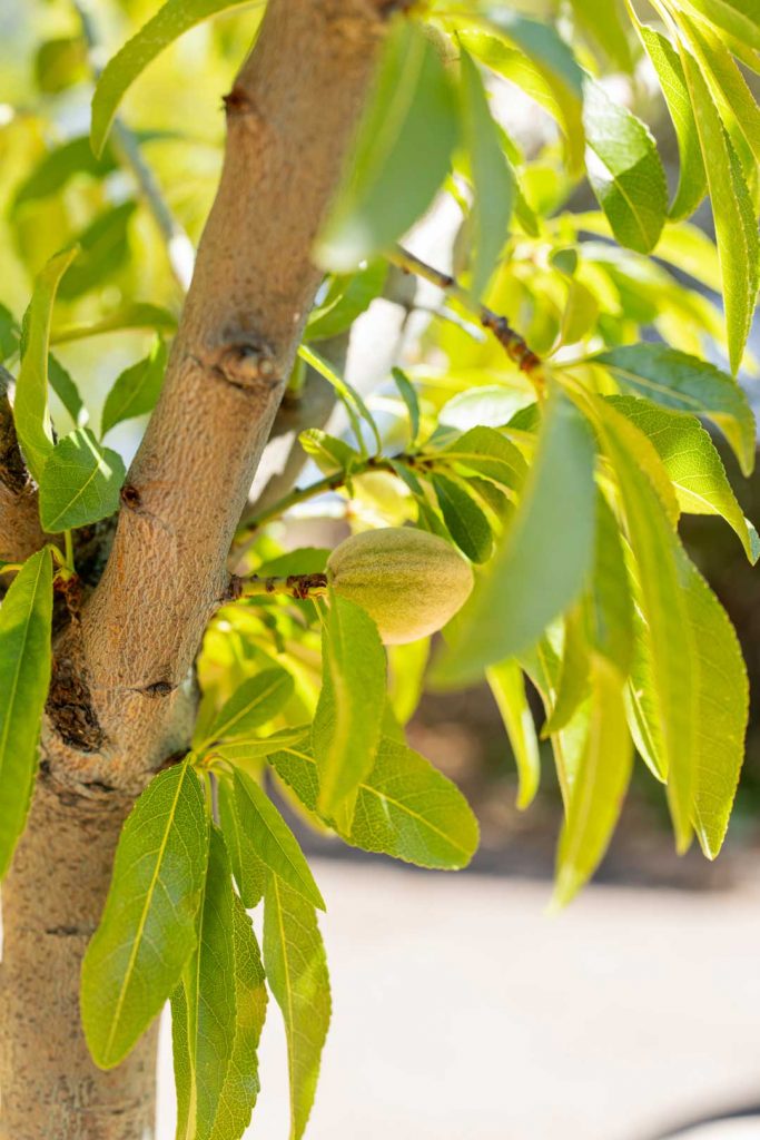 conception jardin amadier