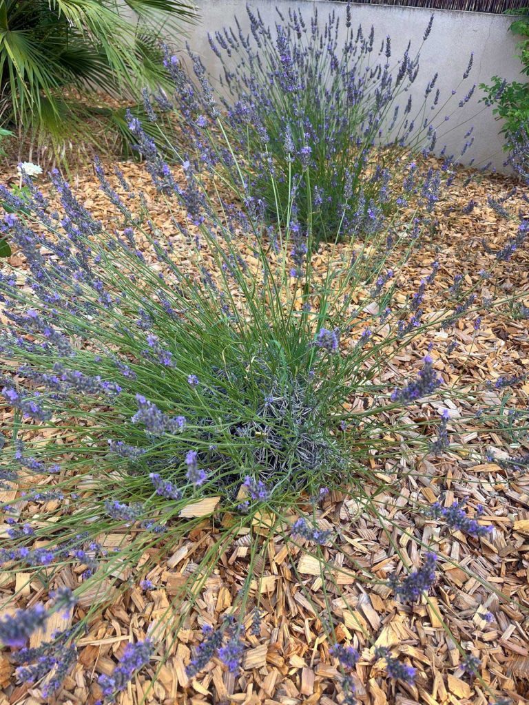 conception jardin lavande