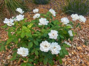 conception jardin rose